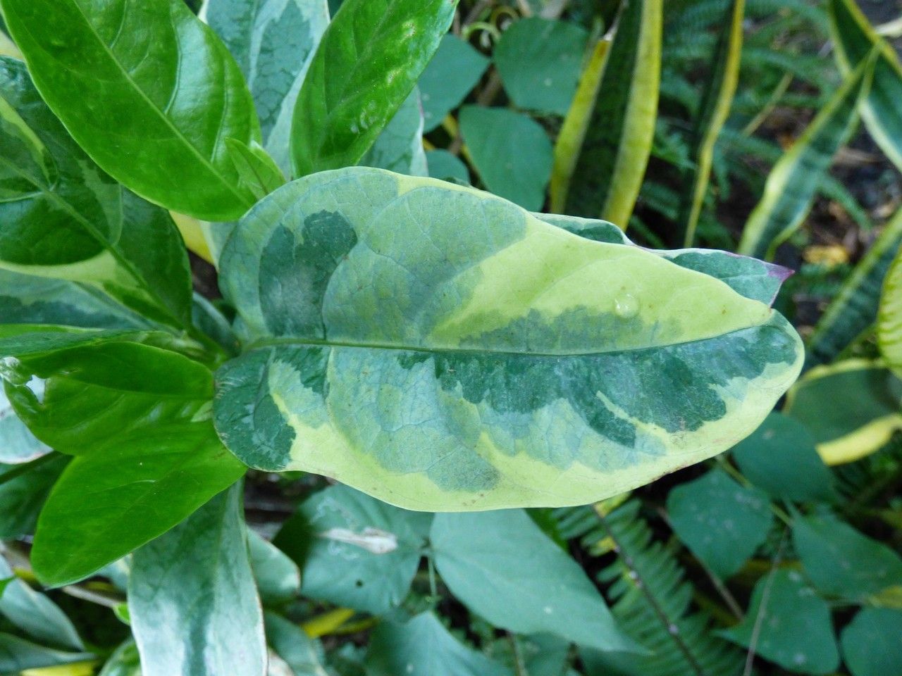 Pseuderanthemum carruthersii — search result for 'Thailand'