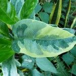 Pseuderanthemum carruthersii