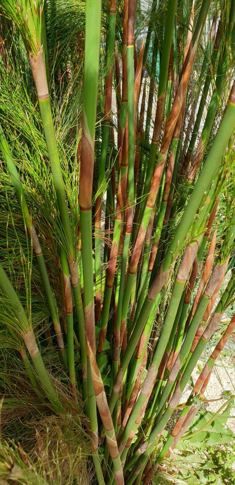 Restio subverticillatus habit