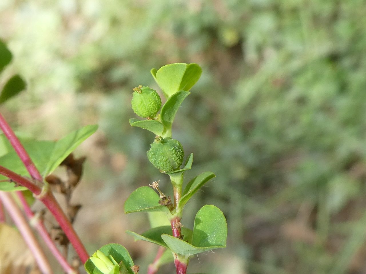 Euphorbia platyphyllos fruit