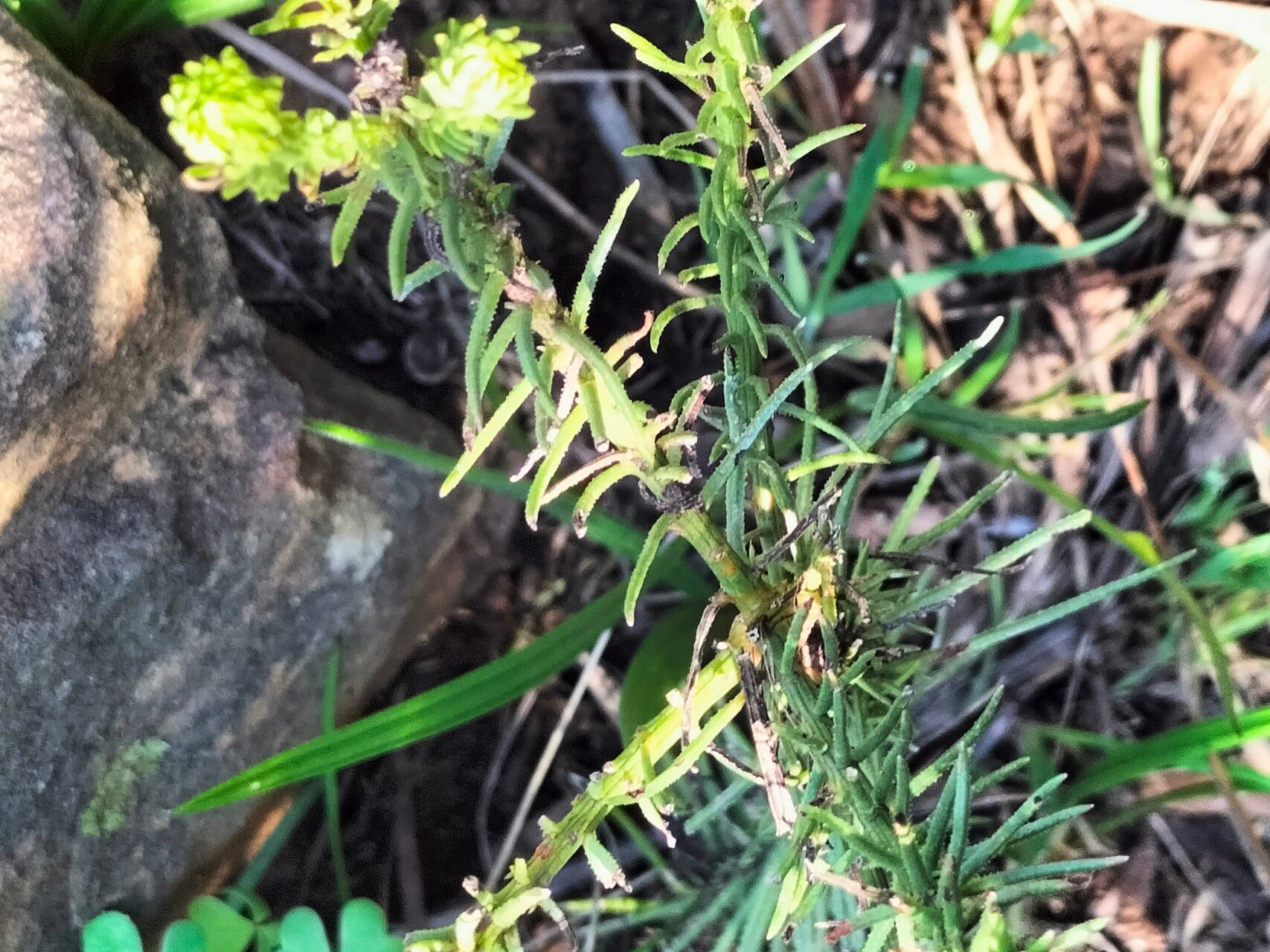 Thesium scabrum — search result for 'Thesium'