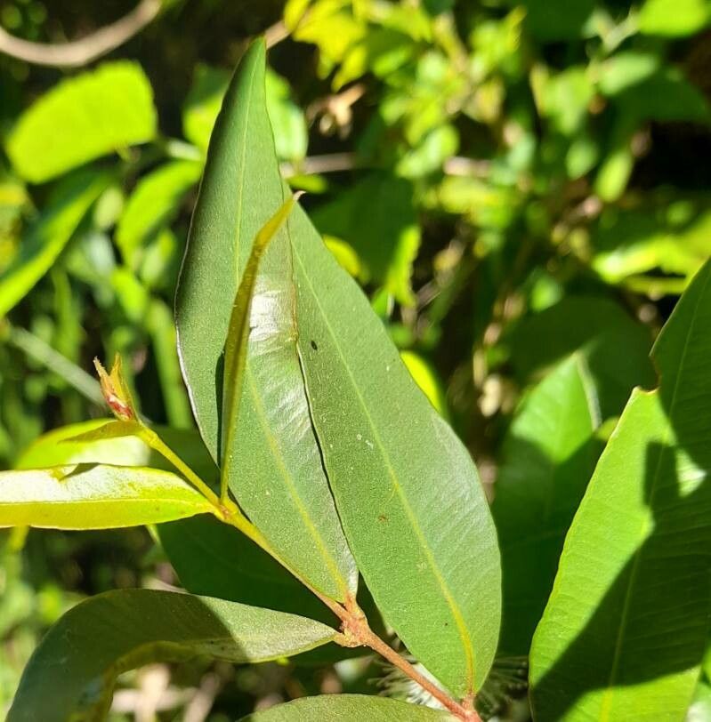 Blepharocalyx salicifolius — related species from the same genus