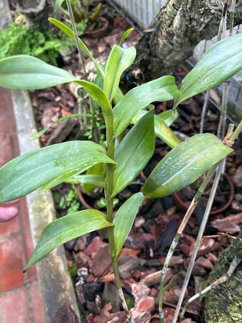 Epidendrum cristatum — search result for 'Epidendrum'