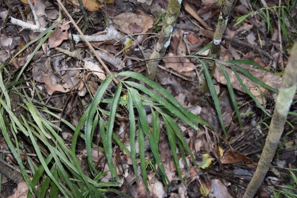 Asplenium vieillardii — houseplant care guide