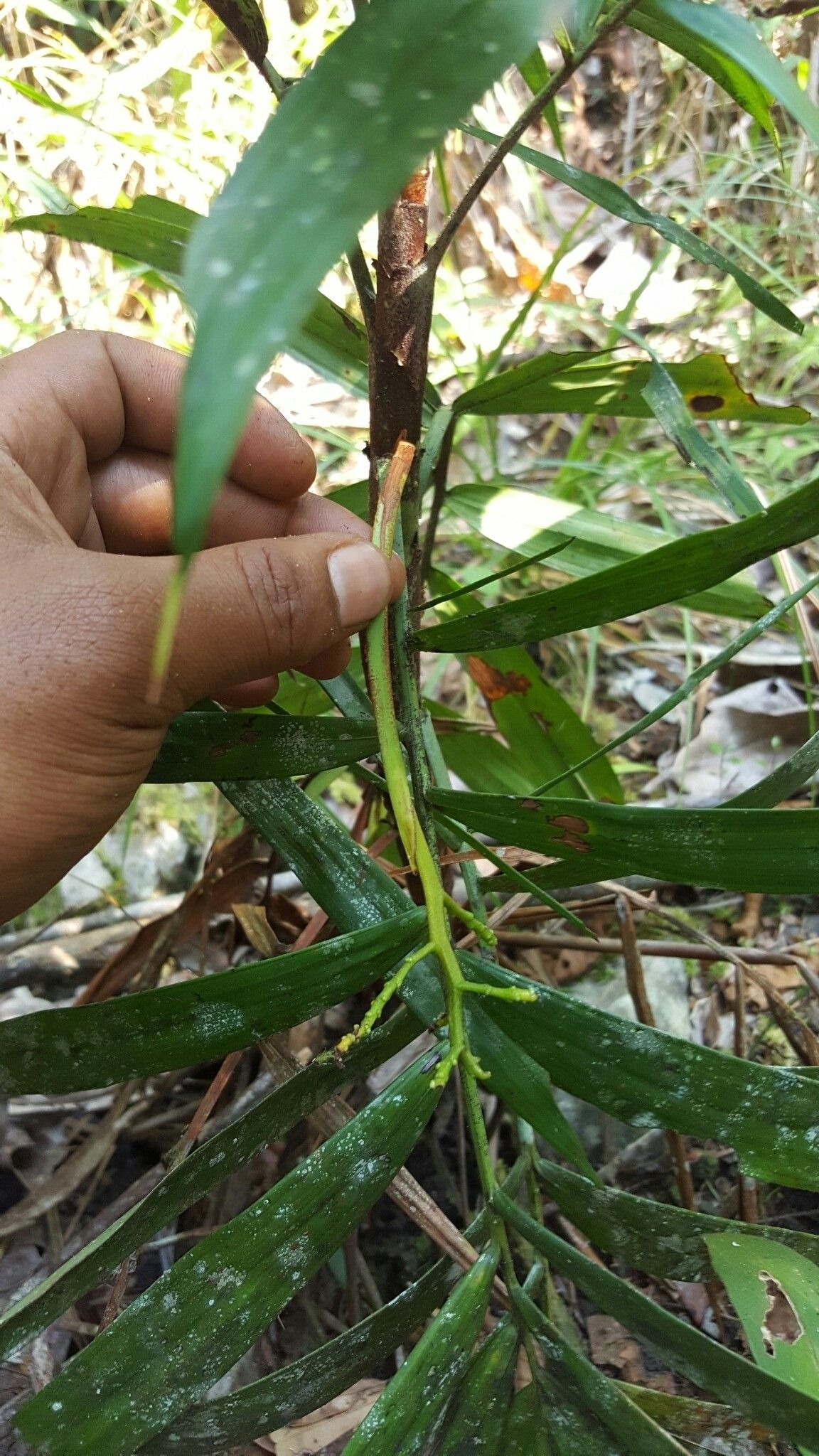 Dypsis gronophyllum leaf