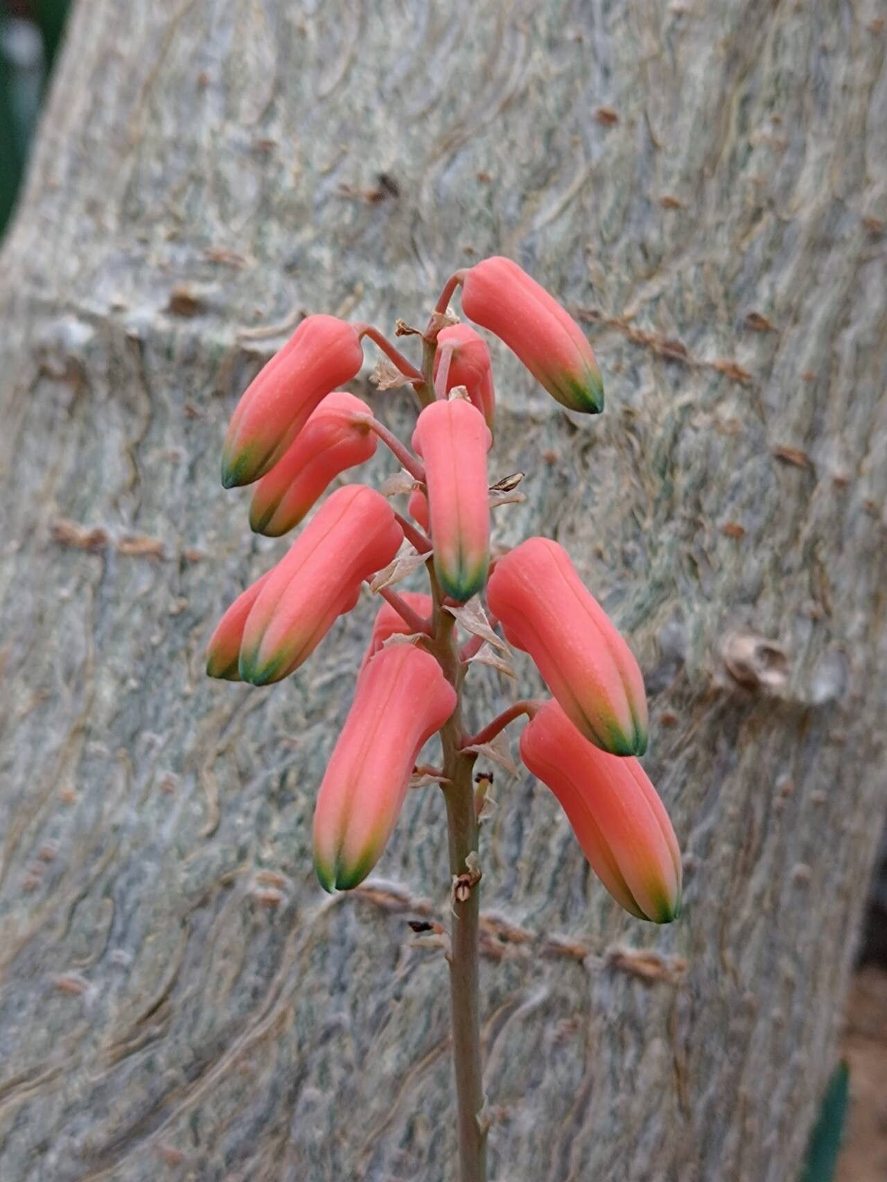 Aloe millotii flower