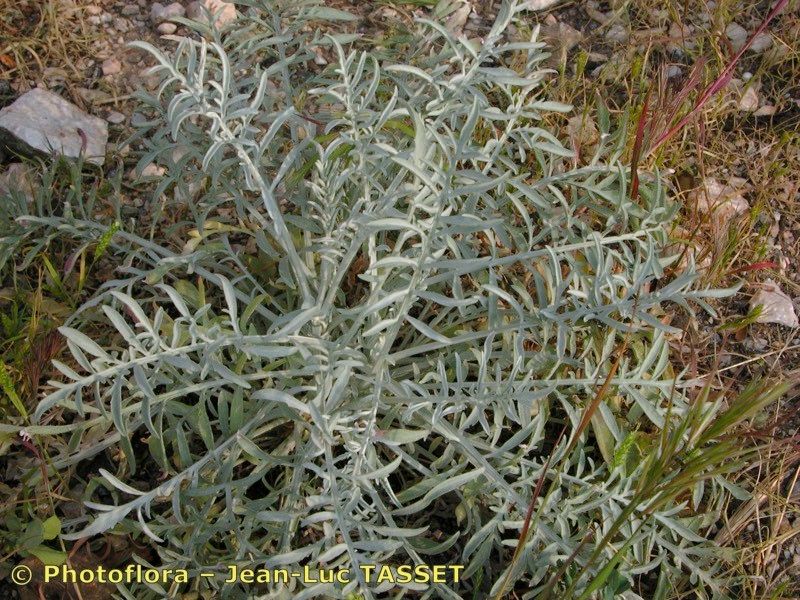 Centaurea pseudocineraria habit