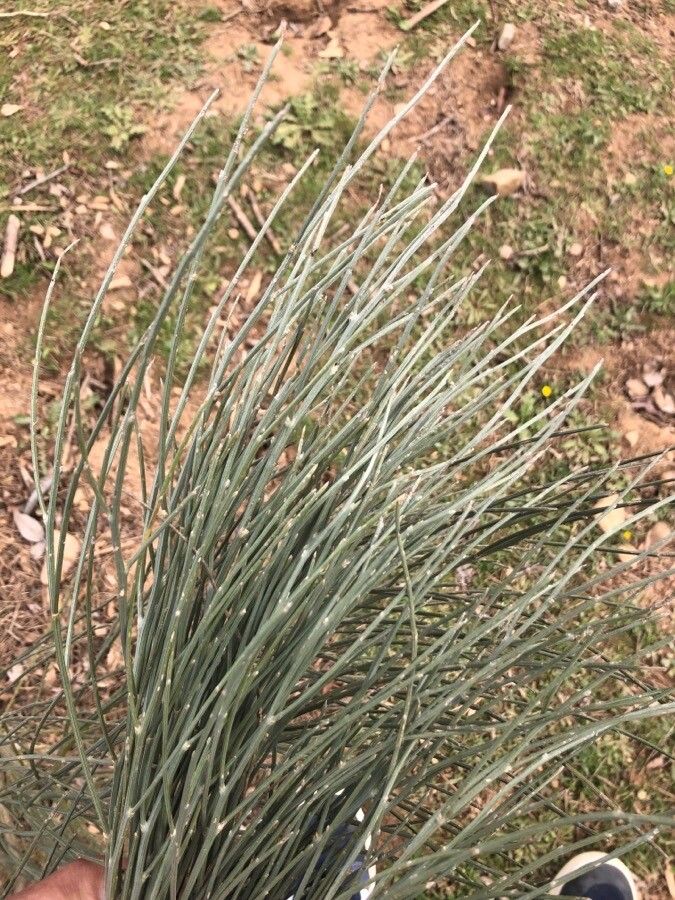 Cytisus multiflorus leaf