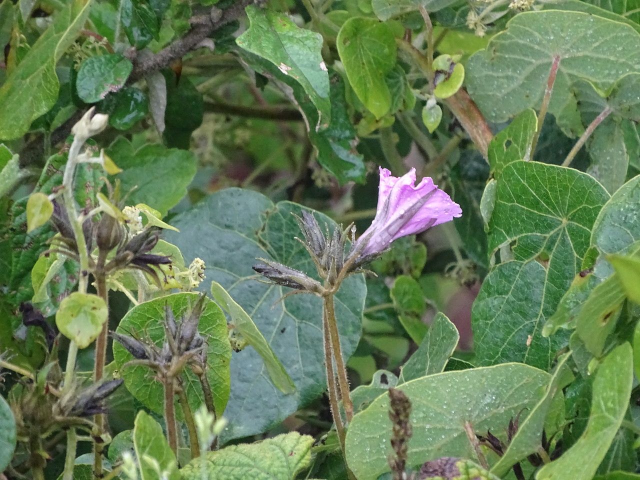 Ipomoea wightii flower