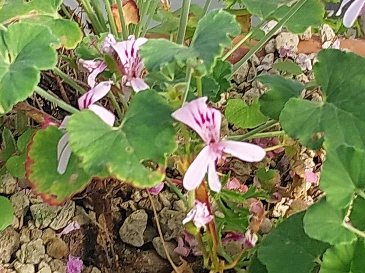Pelargonium dichondrifolium flower