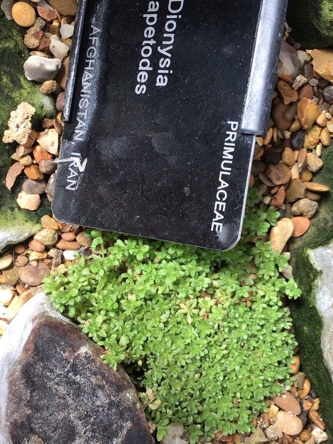 Dionysia tapetodes — houseplant care guide