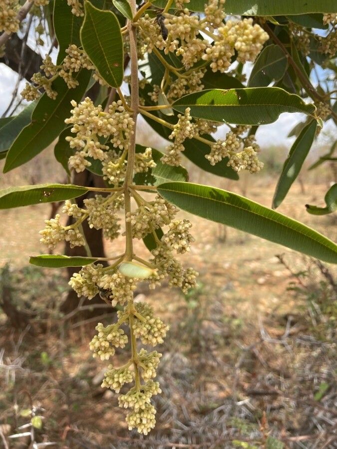 Ozoroa insignis flower