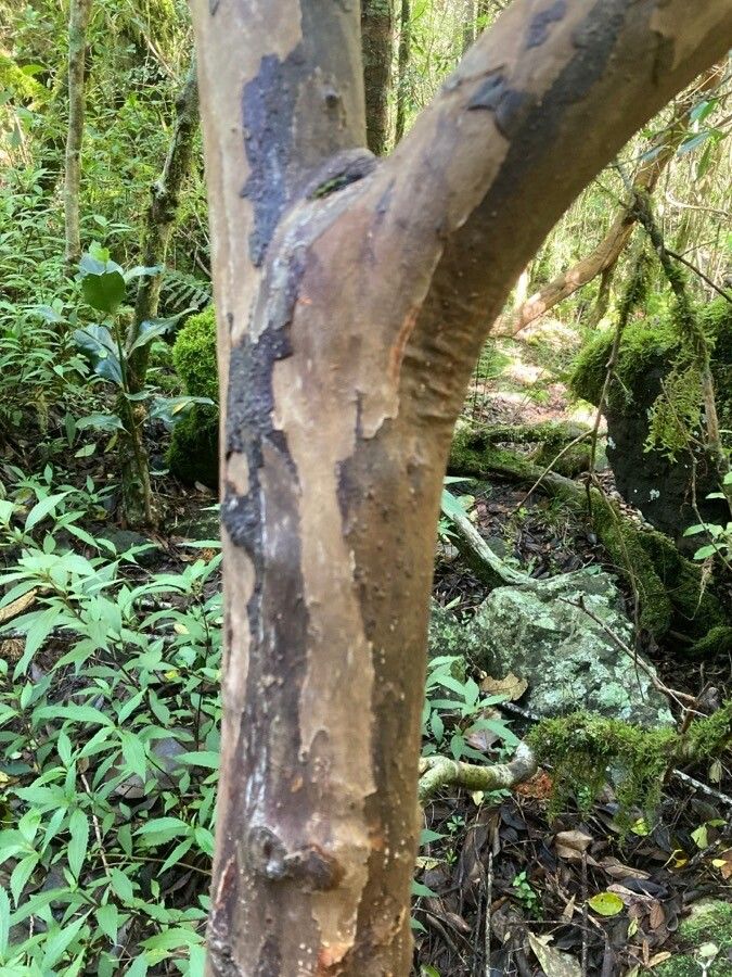 Claoxylon parviflorum bark