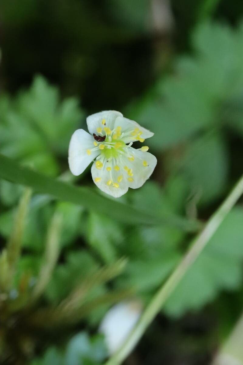 Anemonoides stolonifera — search result for 'Anemonoides'