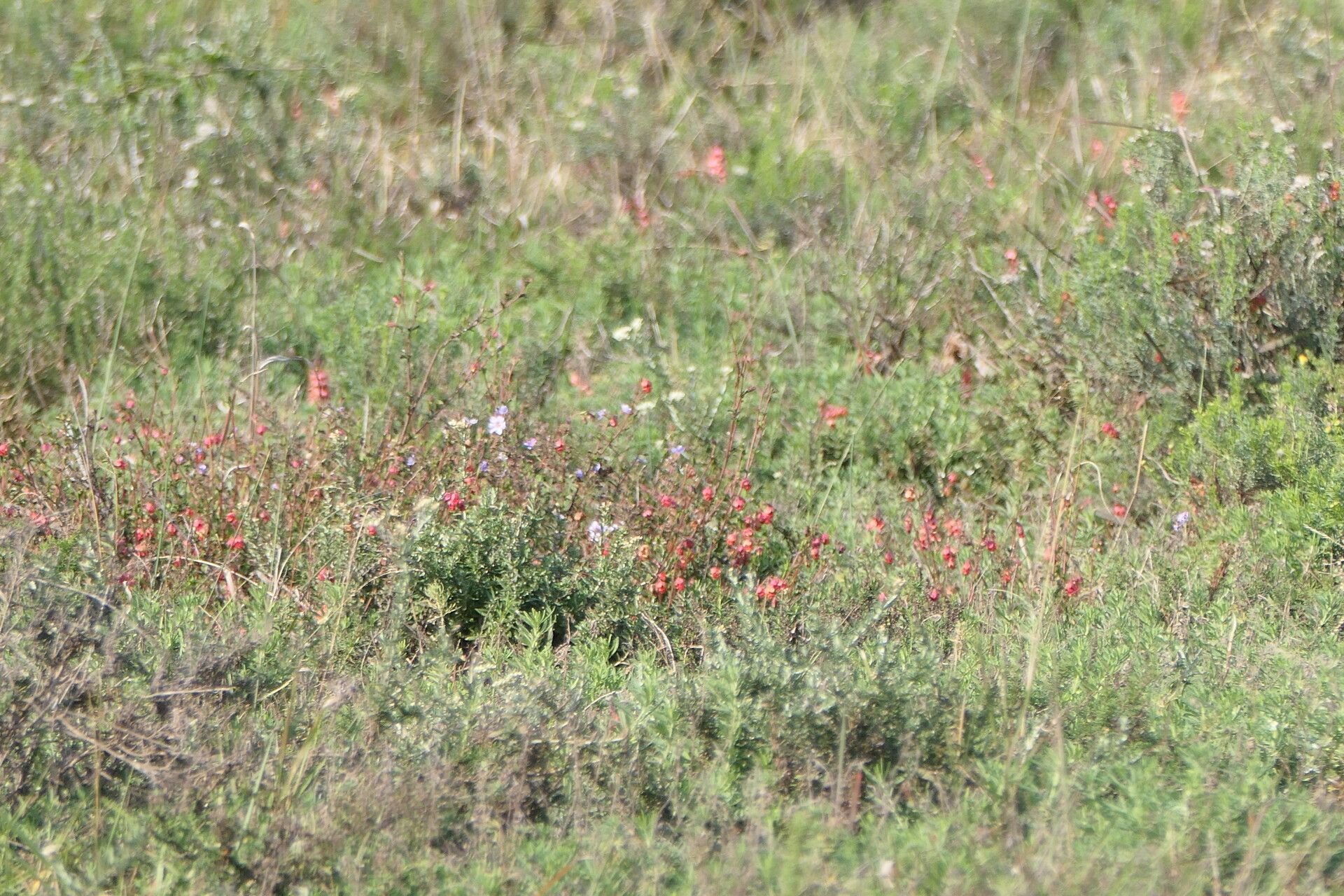 Indigofera heterophylla flower