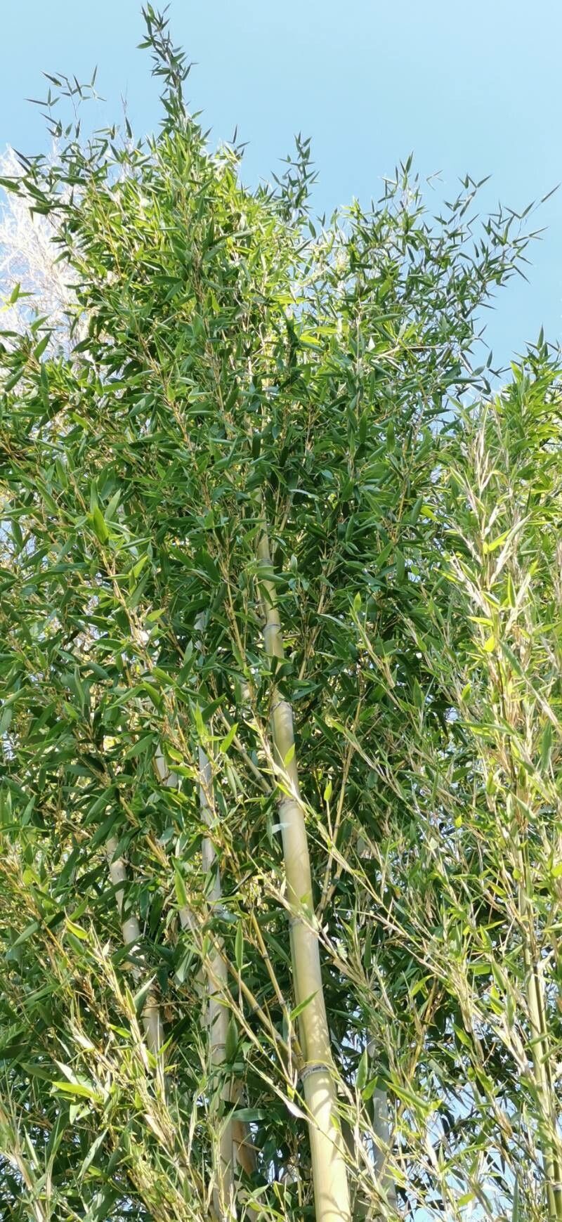 Phyllostachys parvifolia habit