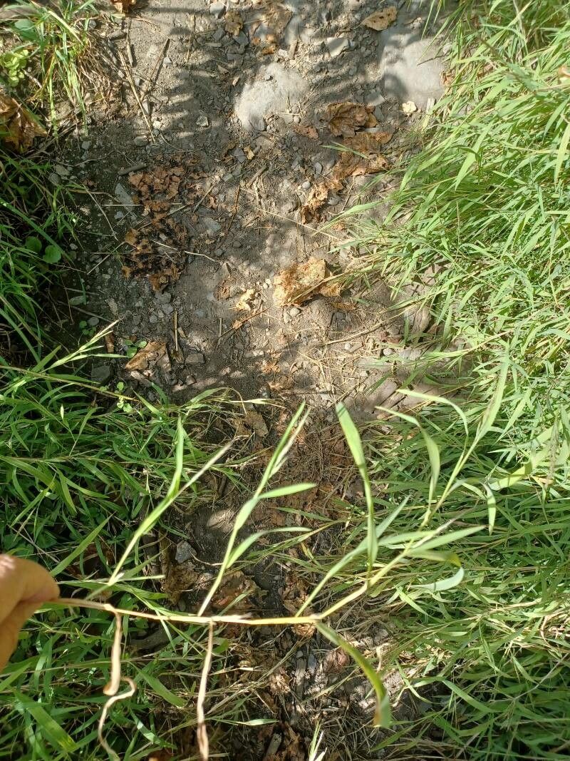 Muhlenbergia frondosa leaf