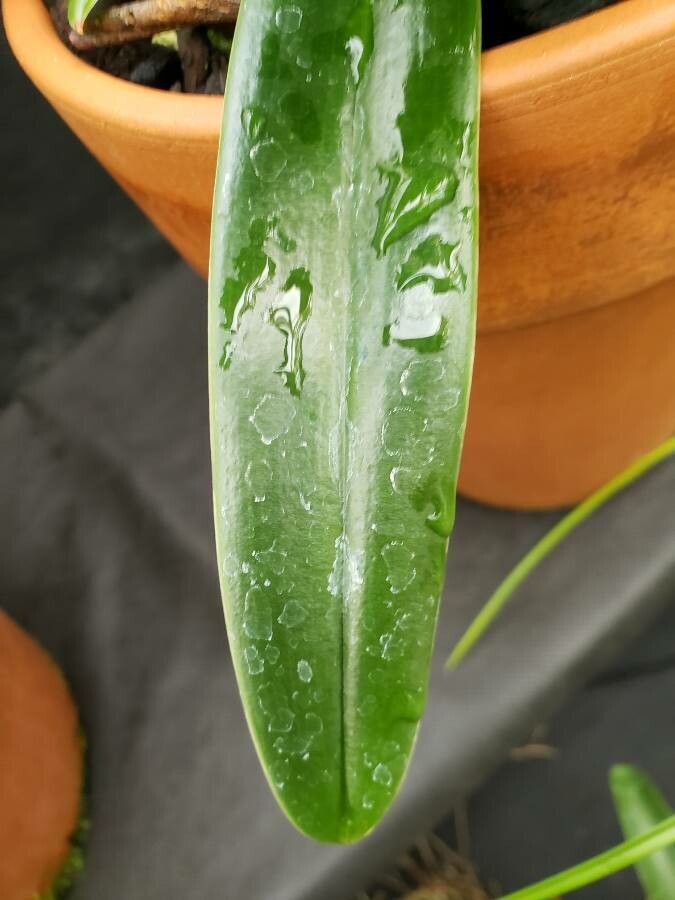 Paphiopedilum insigne leaf