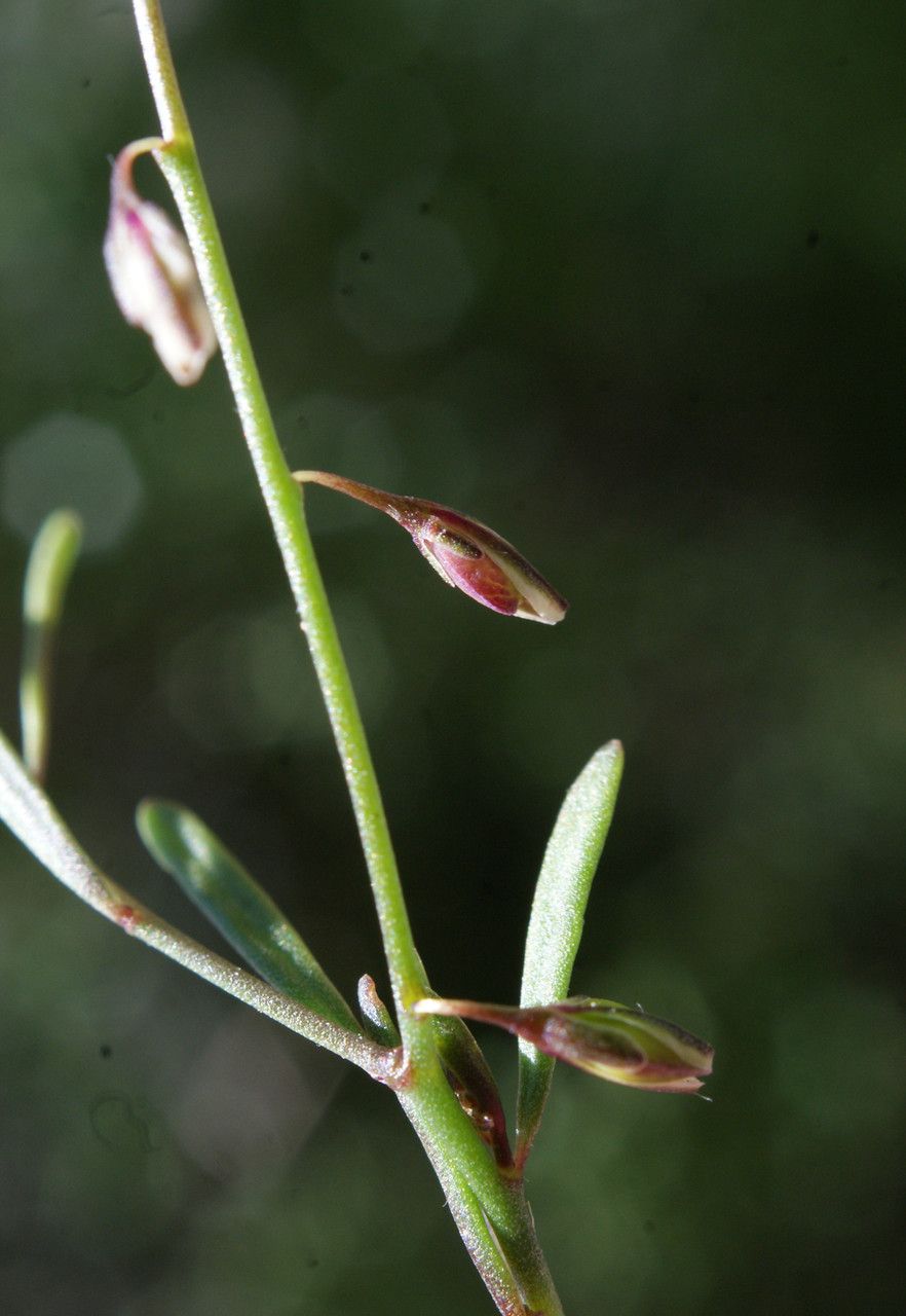 Polygala exilis bark