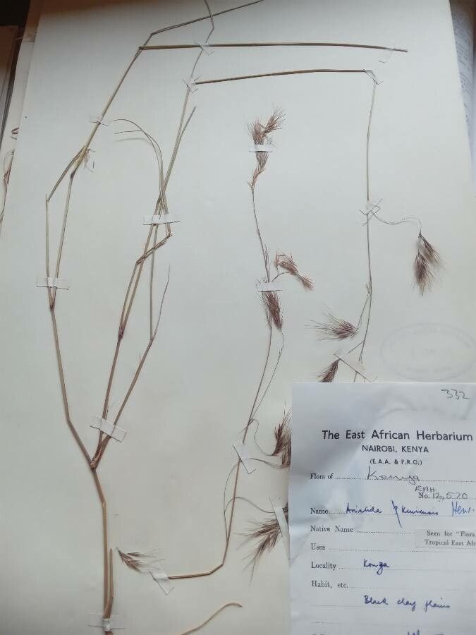 Aristida kenyensis — search result for 'Aristida'