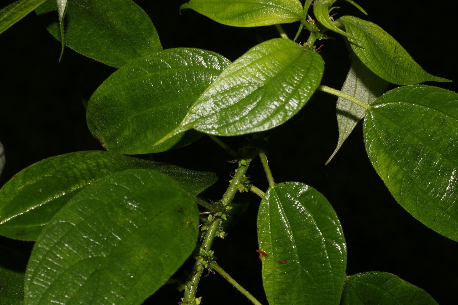 Pouzolzia guatemalana — related species from the same genus