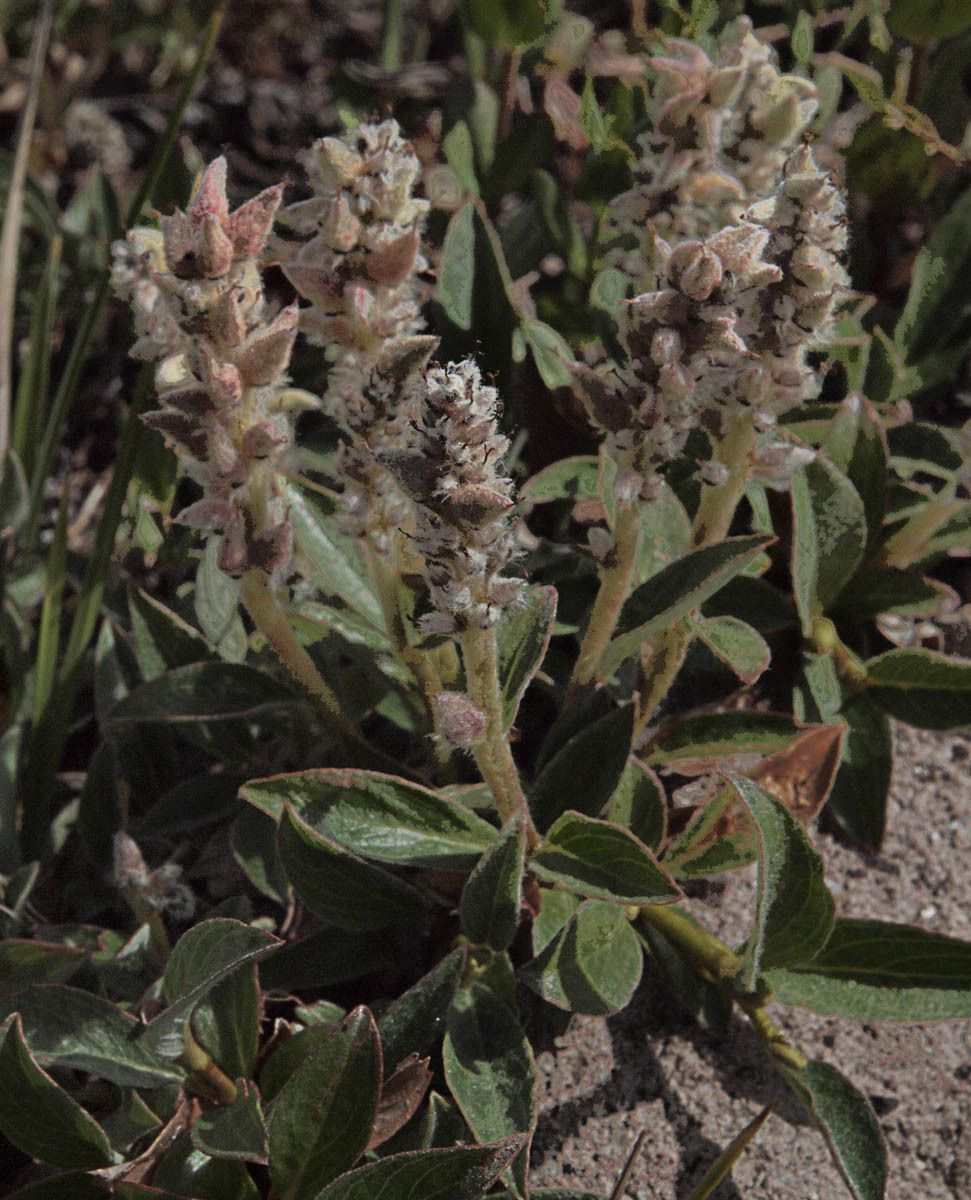 Salix cascadensis — search result for 'Salicaceae'