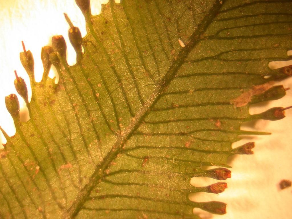 Trichomanes pinnatum leaf