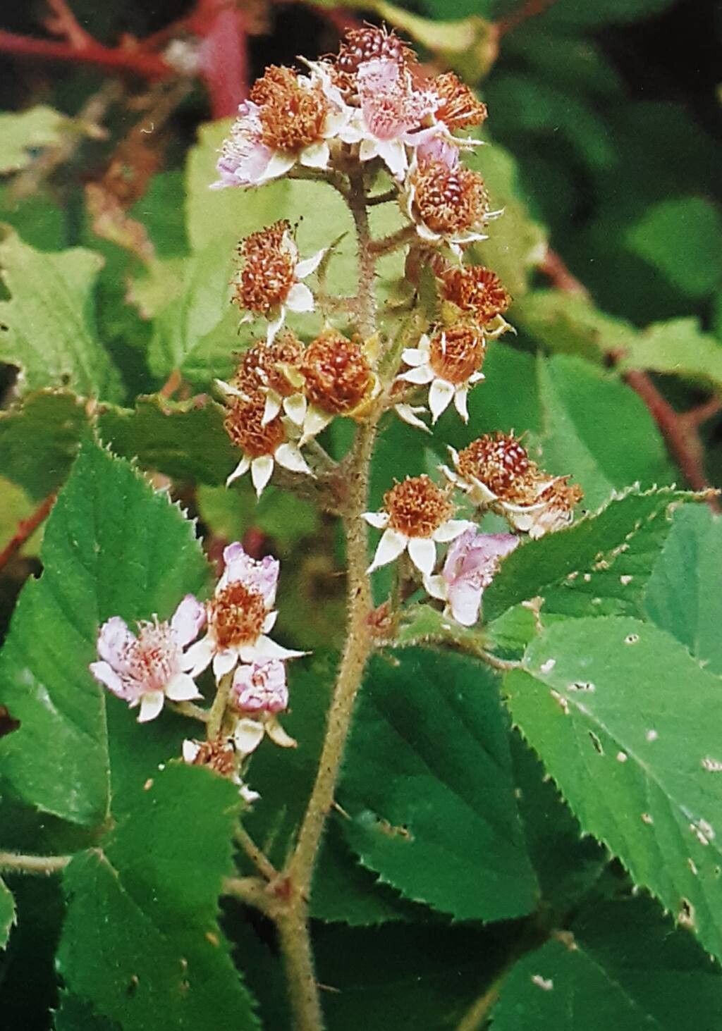 Rubus pannosus flower