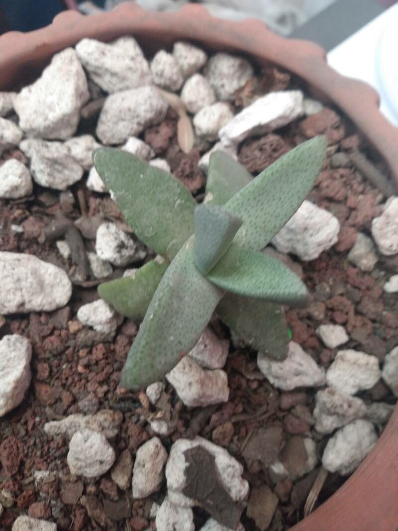 Pleiospilos simulans flower