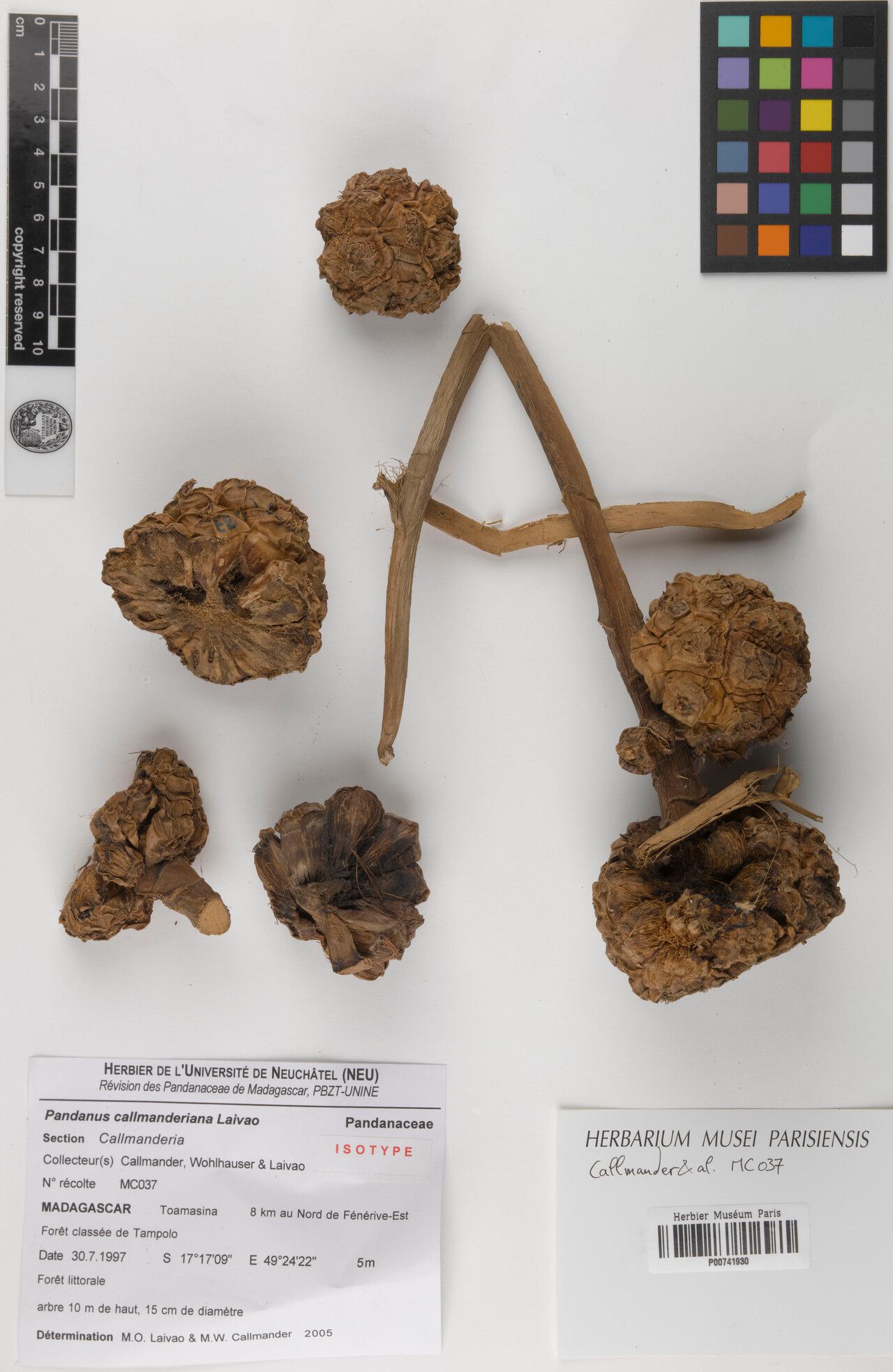 Pandanus callmanderiana — houseplant care guide