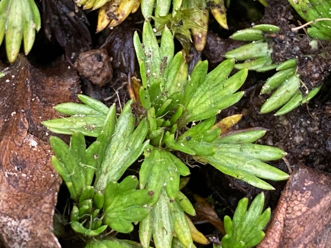 Azorella multifida leaf