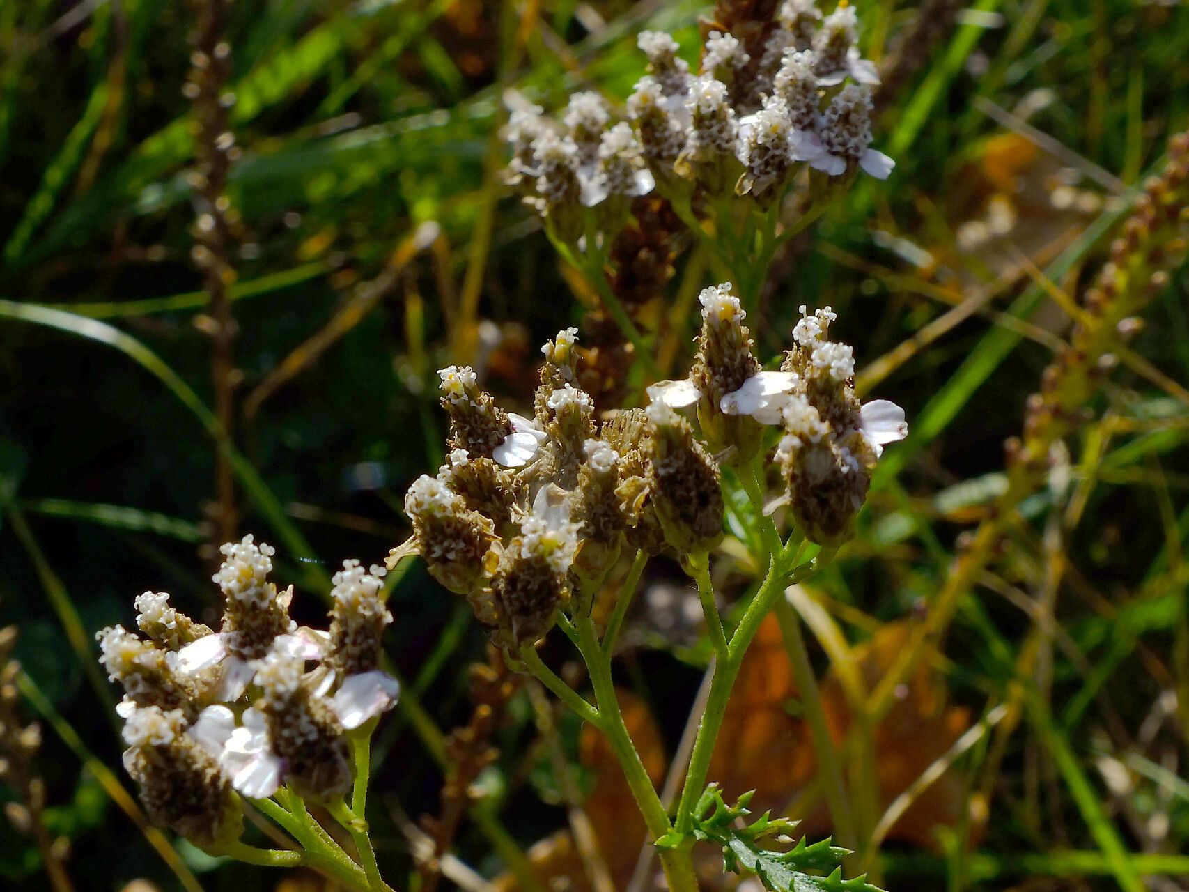 Achillea collina fruit
