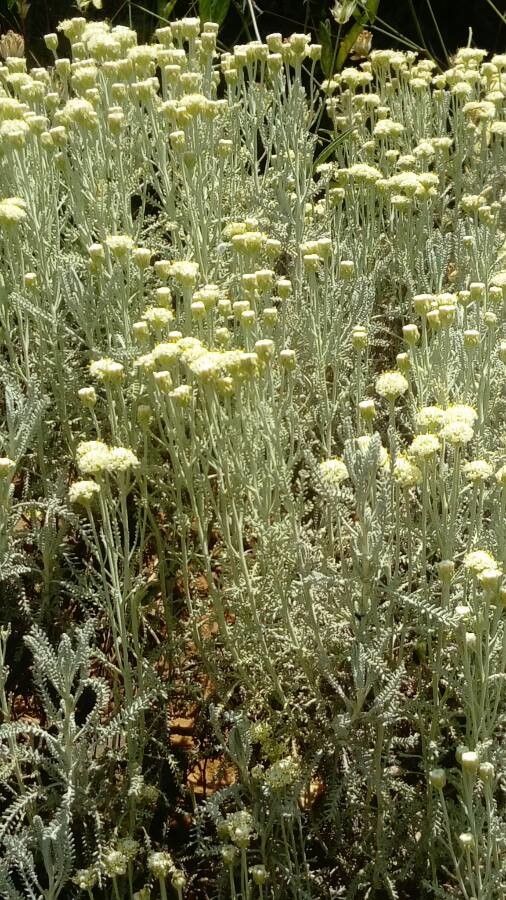 Santolina ligustica habit