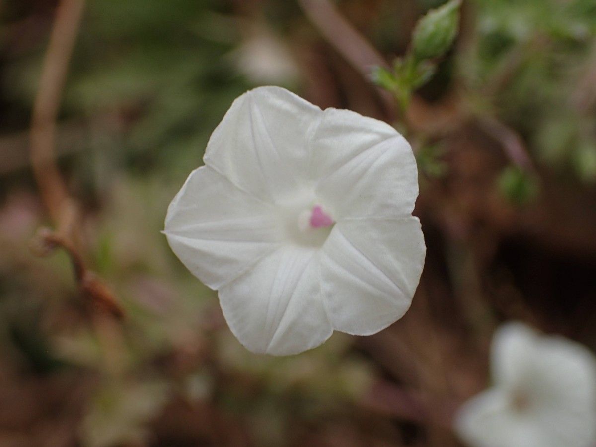 Ipomoea coptica flower