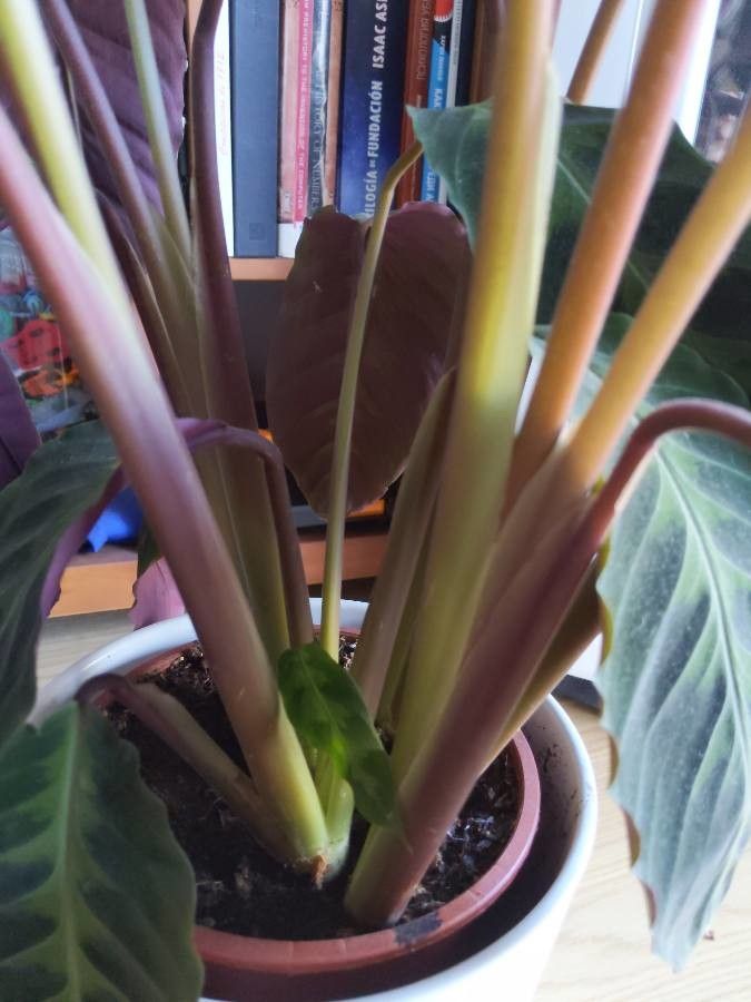 Calathea warscewiczii bark