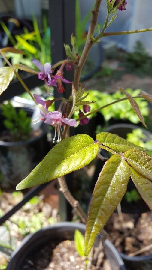 Ungnadia speciosa flower
