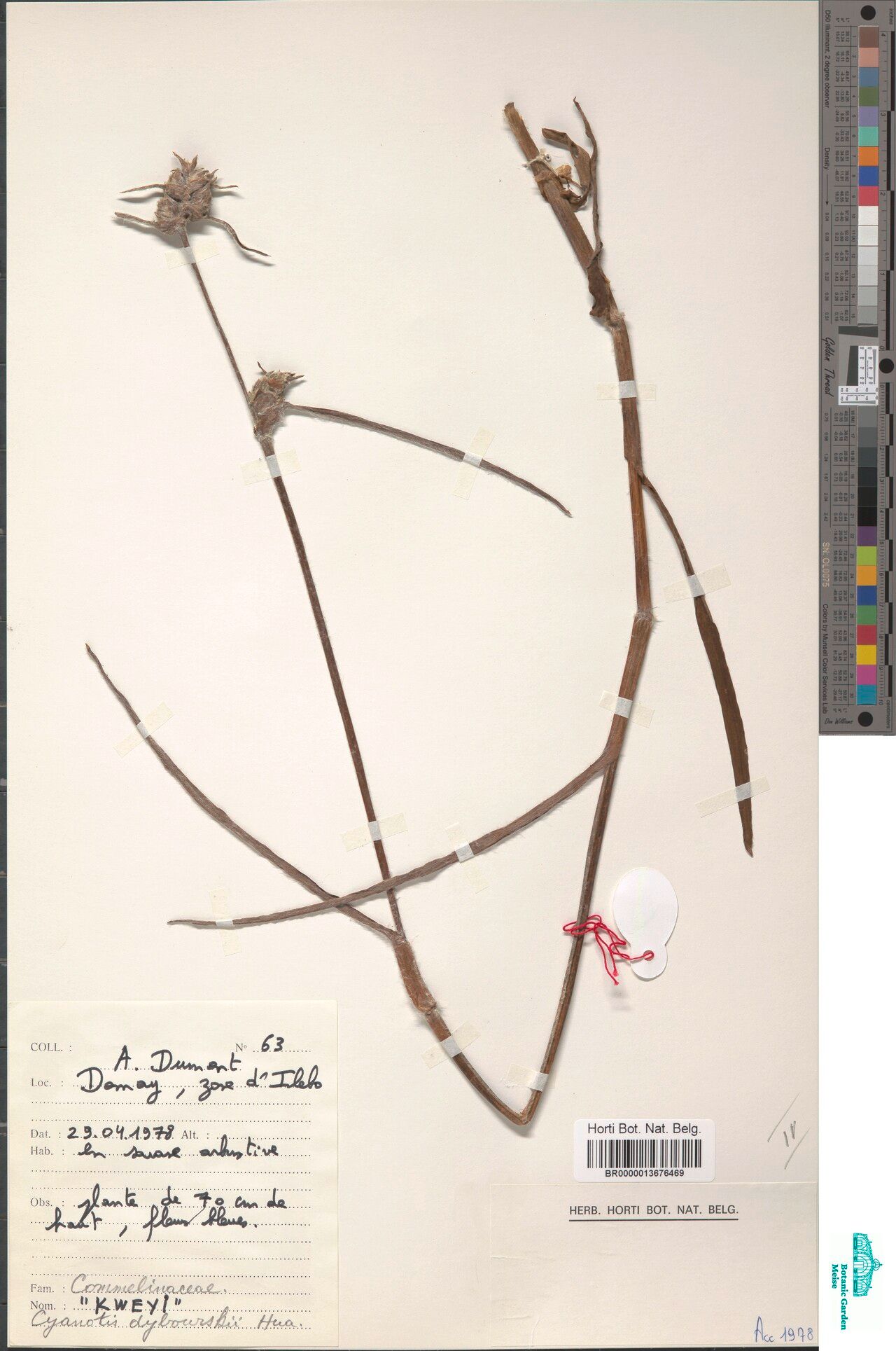 Cyanotis dybowskii — houseplant care guide