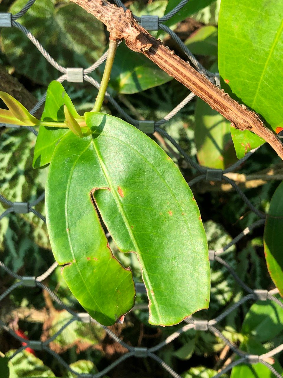 Medinilla crassifolia — search result for 'Medinilla'