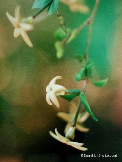 Atractocarpus longistipitatus — search result for 'Atractocarpus'