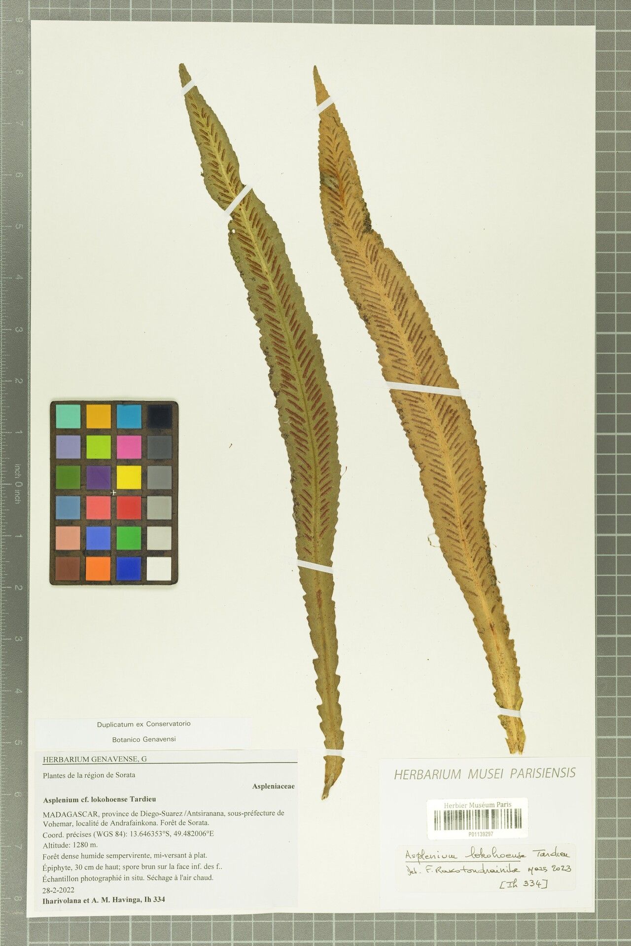 Asplenium lokohoense — houseplant care guide