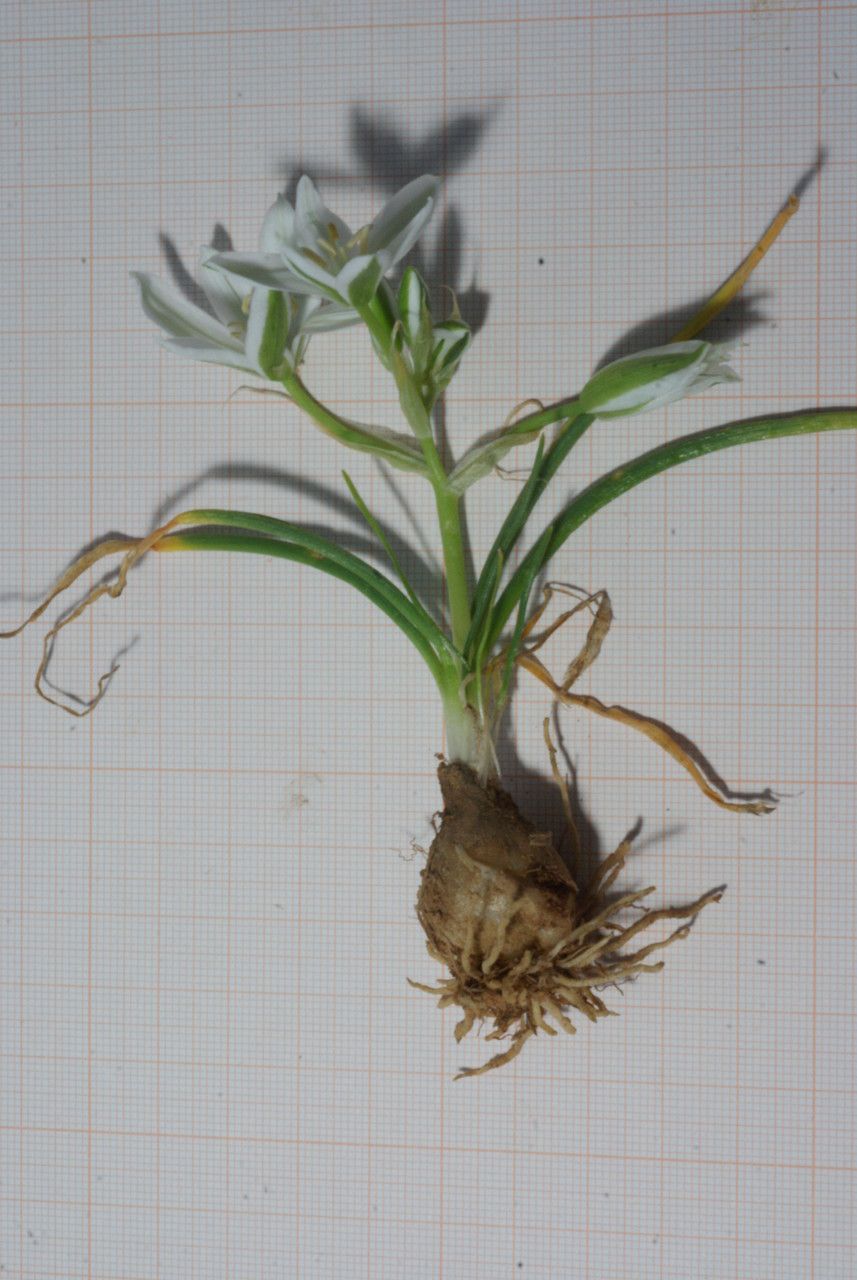 Ornithogalum baeticum habit