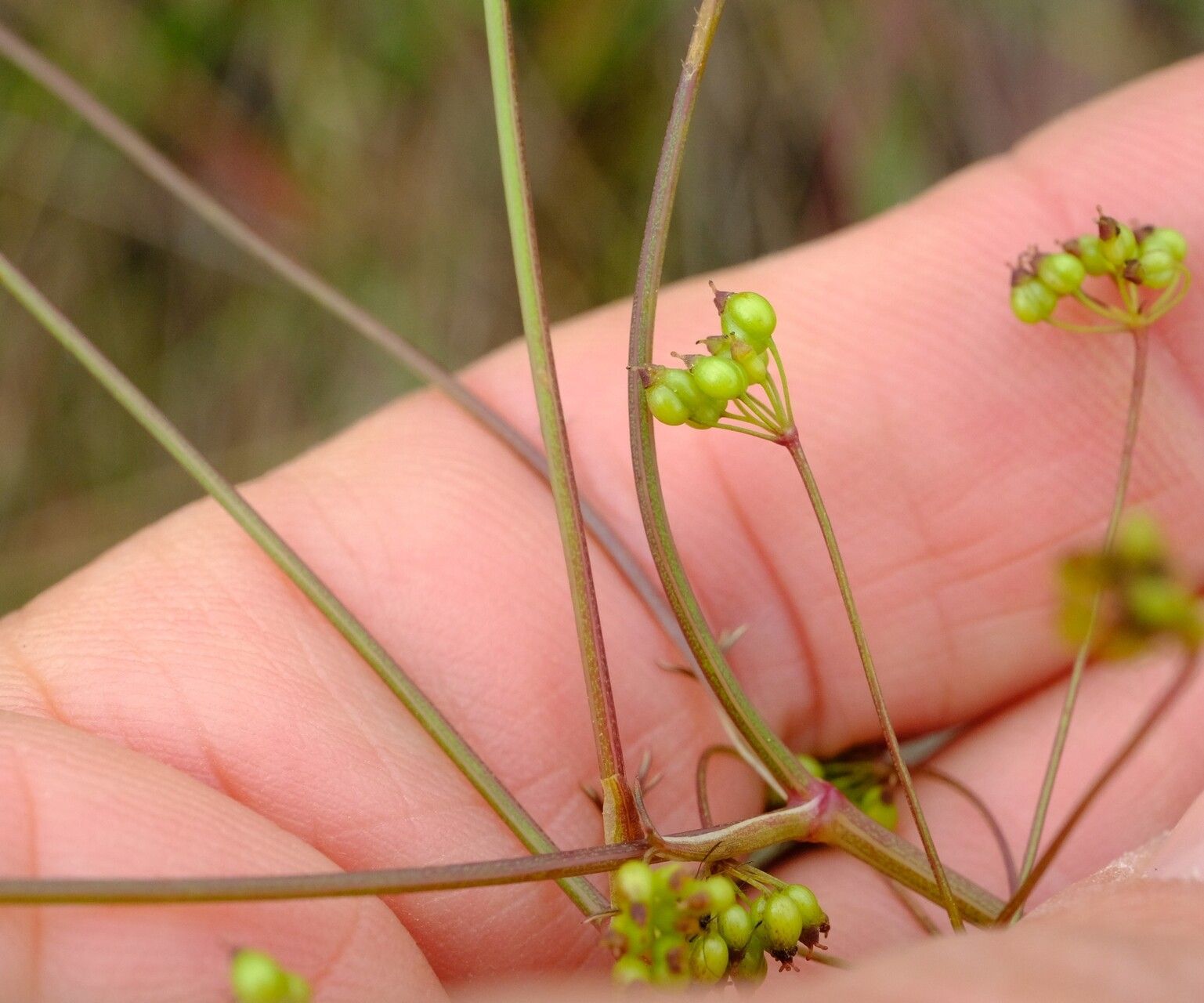 Pimpinella buchananii fruit
