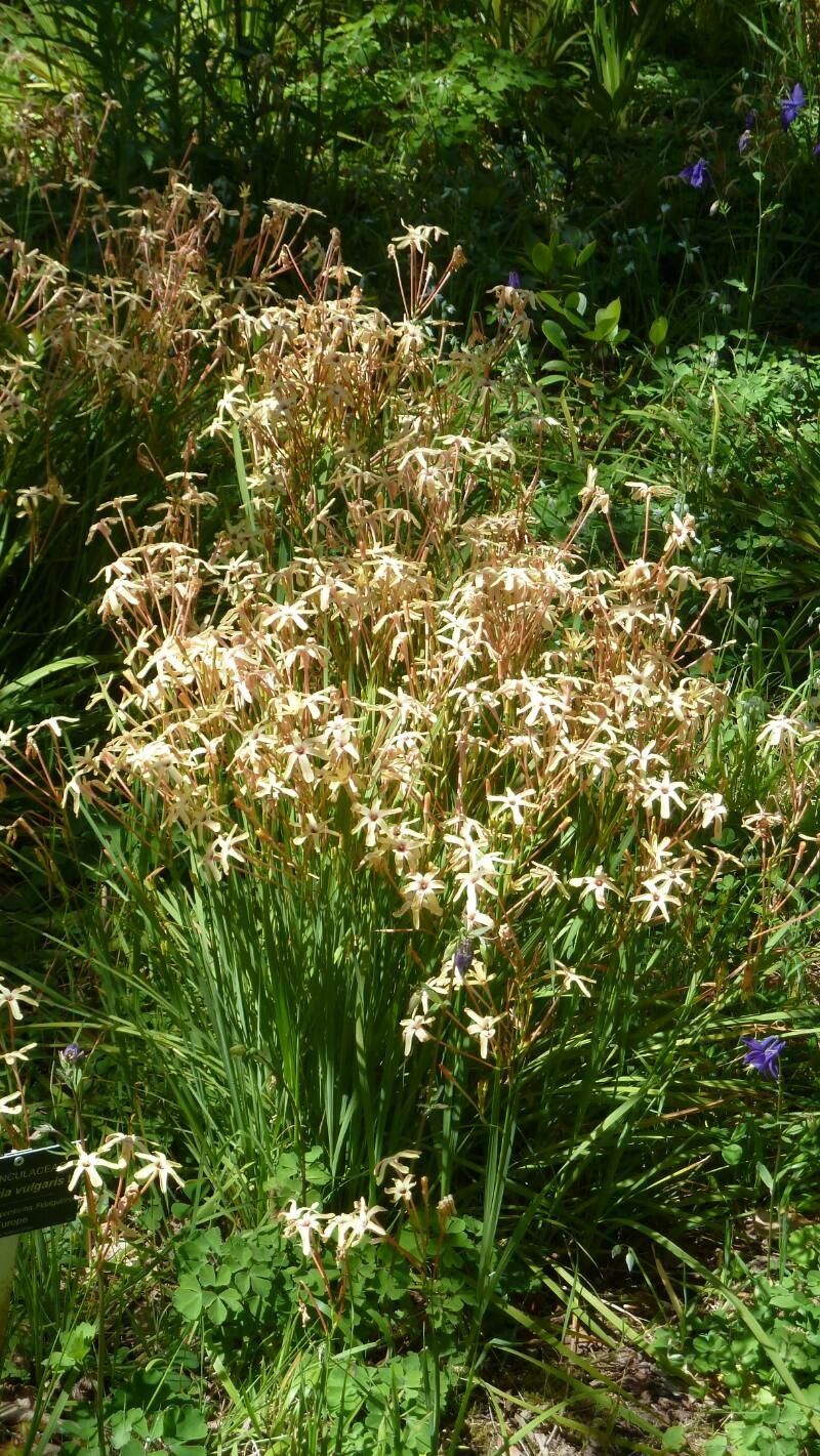 Ixia paniculata flower