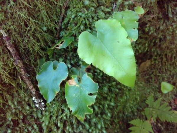 Asplenium hemionitis habit