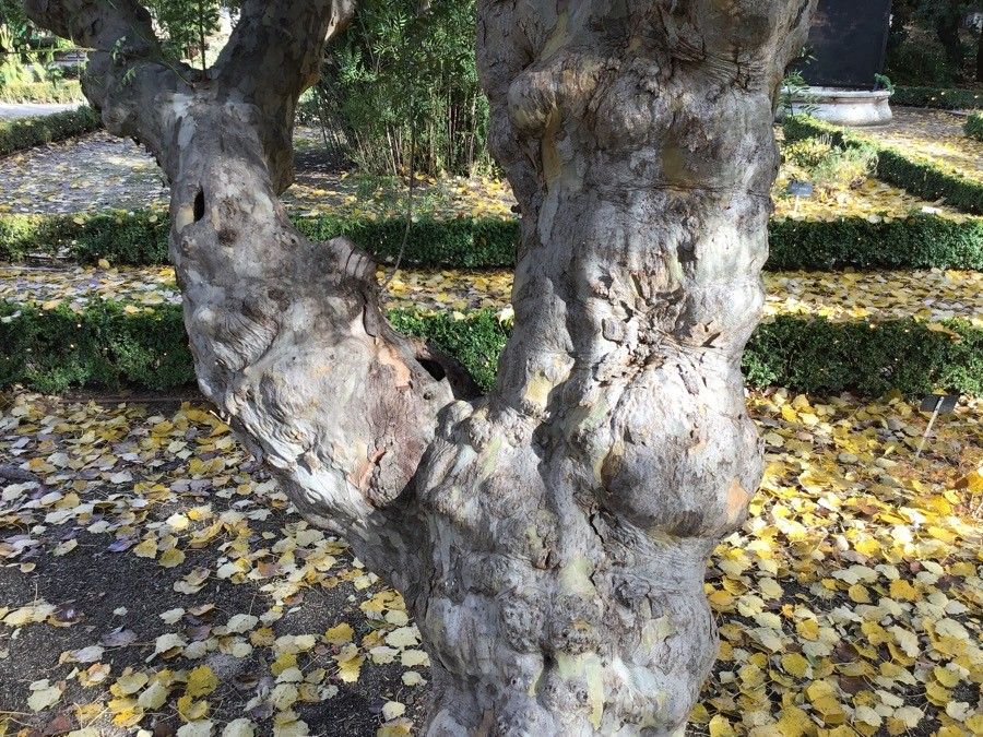 Schinus lentiscifolia bark