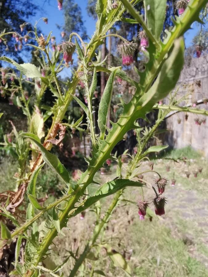 Laggera crispata flower