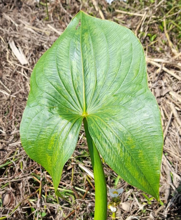 Sagittaria montevidensis leaf