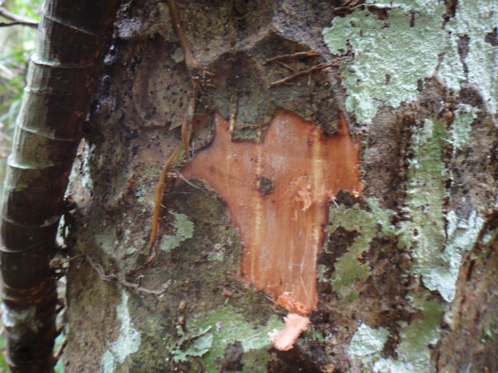Barringtonia longifolia bark