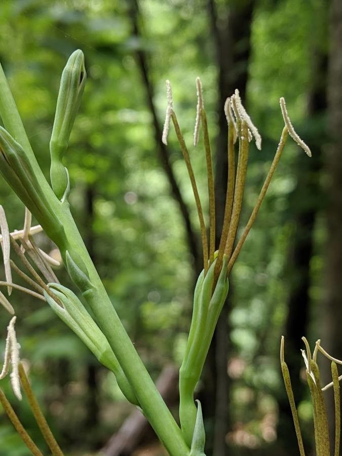 Manfreda virginica flower