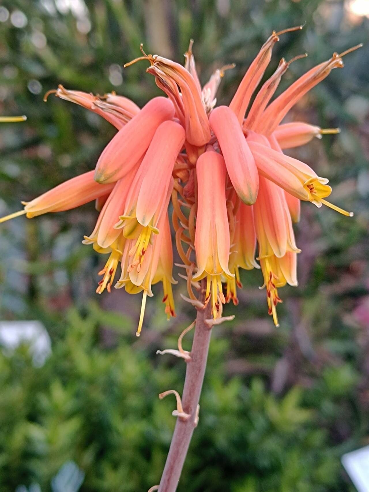 Aloe harlana flower